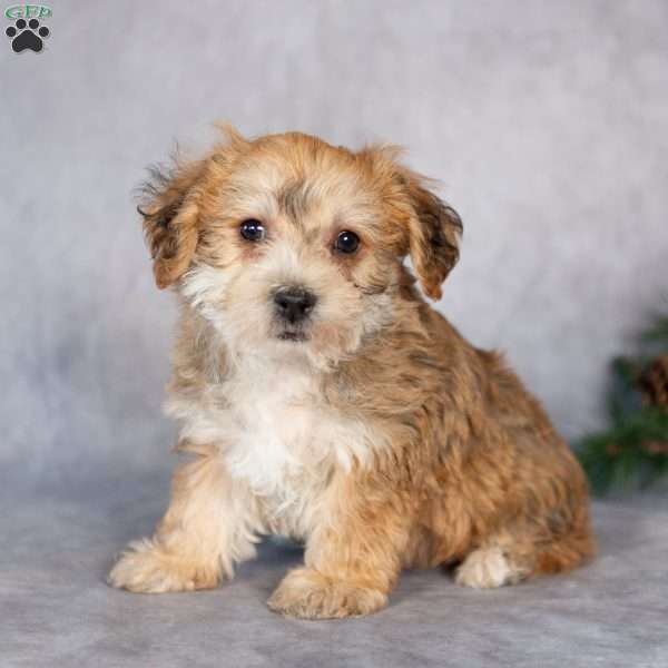 Floyd, Yorkie-Chon Puppy